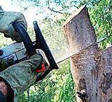 Best Emergency Tree Removal  in Azalea Park, FL