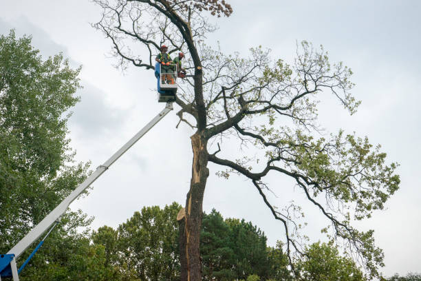 Tree and Shrub Care in Azalea Park, FL