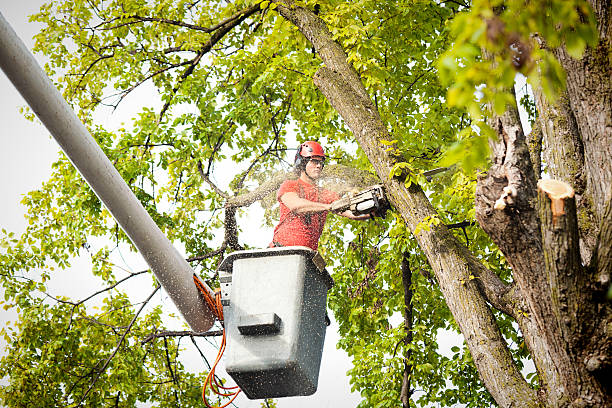 Best Commercial Tree Services  in Azalea Park, FL
