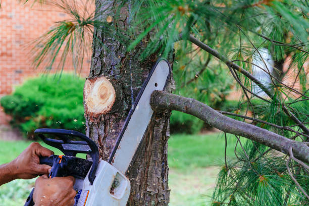 How Our Tree Care Process Works  in  Azalea Park, FL